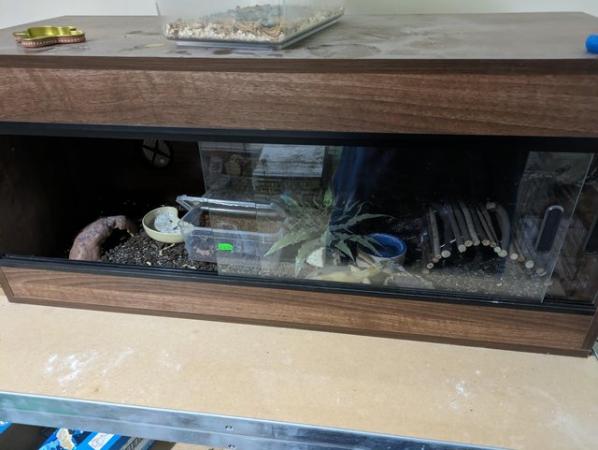 Image 5 of Leopard gecko and full setup