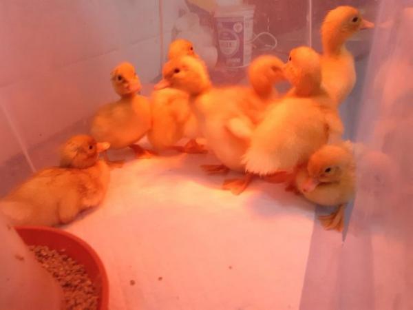 Image 7 of Aylesbury / Campbell High Fertility Duck Hatching Eggs £2.50