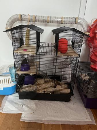 Image 2 of Hamster needs a loving fun home