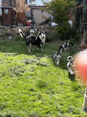 Image 21 of Beautiful Siberian husky puppies for sale