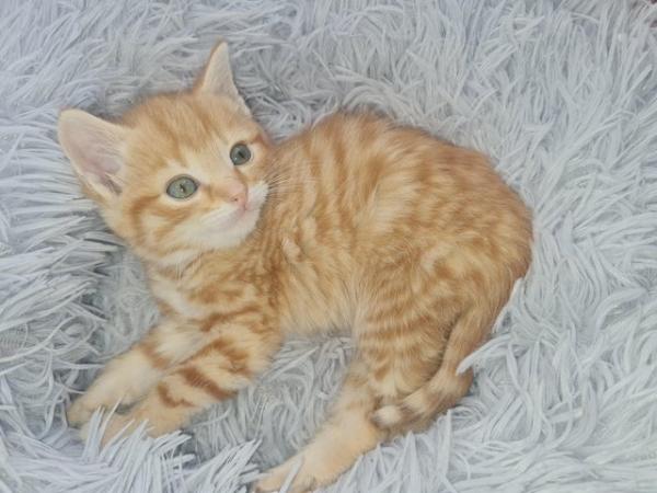 Image 5 of Male ginger kittens ready now