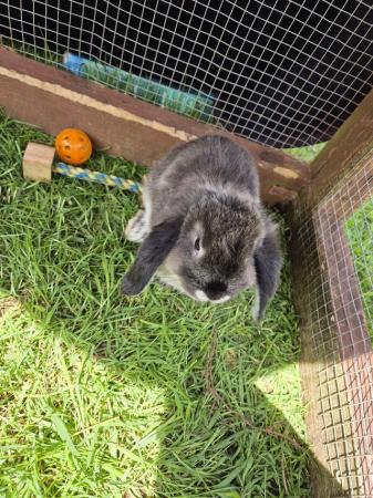 Image 9 of Mini lops for sale need gone asap