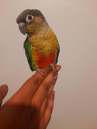 Image 5 of Super friendly Cuddly Tamed Baby Talking Parrot