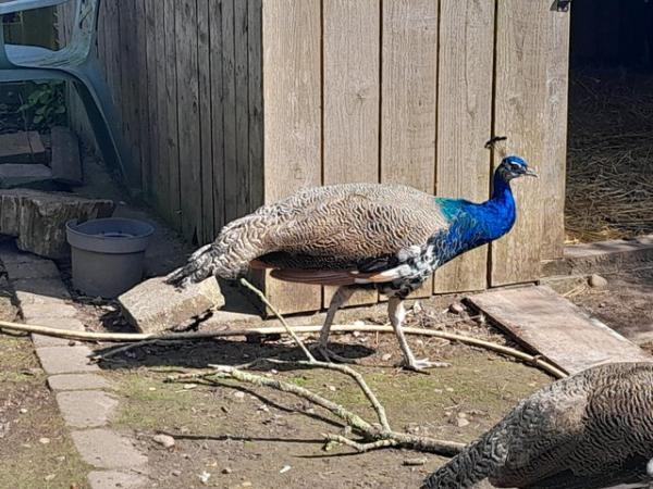 Image 1 of Indian blue Peacocks 9 months old just been wormed