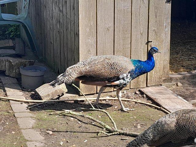 Preview of the first image of Indian blue Peacocks 9 months old just been wormed.