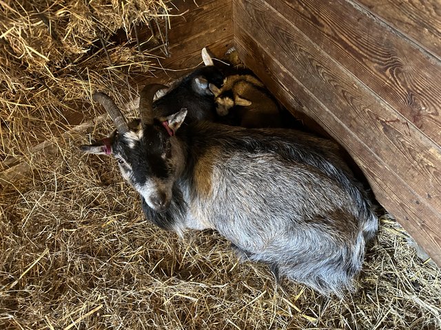 Preview of the first image of Nanny and kids Pygmy goats.