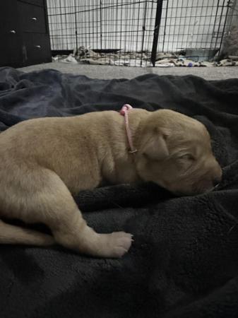 Image 9 of 8 GORGEOUS YELLOW/FOX RED  KC LAB PUPPIES FOR SALE!
