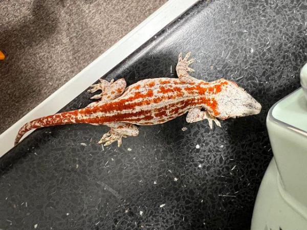 Image 4 of Red Stripe Gargoyle Gecko FOR SALE
