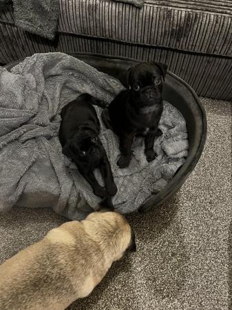 Image 2 of GORGEOUS PUGS, ALL BLACK, ONE BOY LEFT, READY TO LEAVE