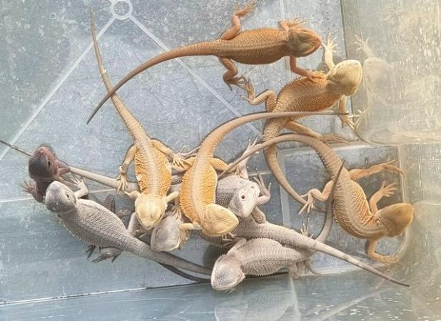 Image 2 of Baby Bearded Dragons various morphs