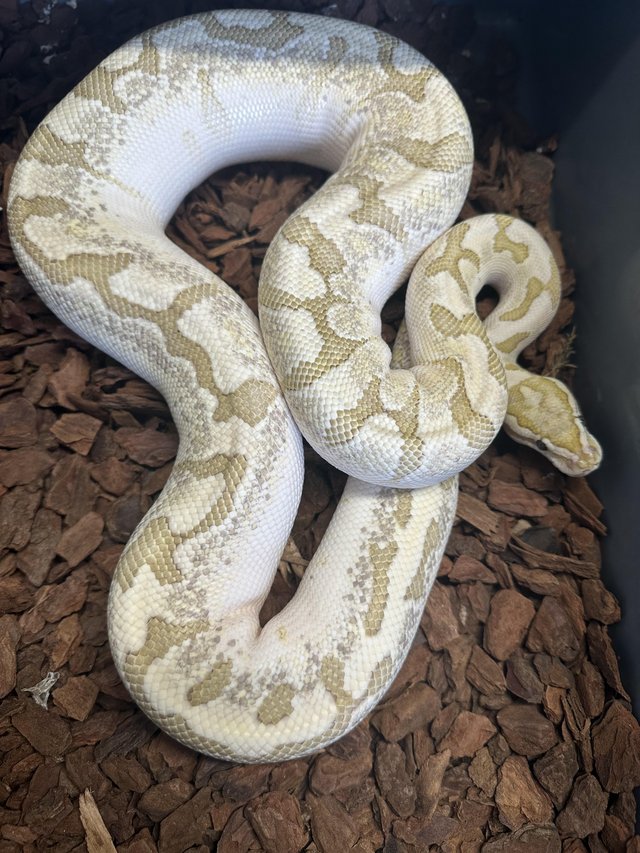 Preview of the first image of Huge Female Ball Python. Price in Description.