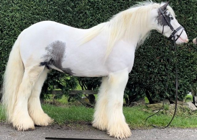 Preview of the first image of 13hh piebald cob 7yo gelding.
