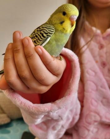 Image 5 of Hand Reared Tamed Baby Budgie