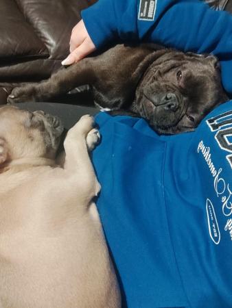 Image 4 of French bulldogs male and female
