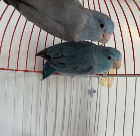 Image 5 of Breeding pair of parrotlets
