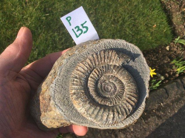 Preview of the first image of Yorkshire stone fossil ammonites for sale fully prepared.