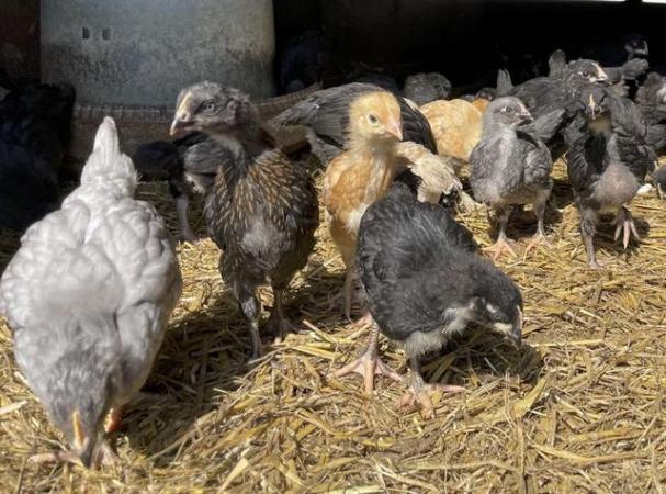 Image 2 of Chickens for Sale, Point of Lay