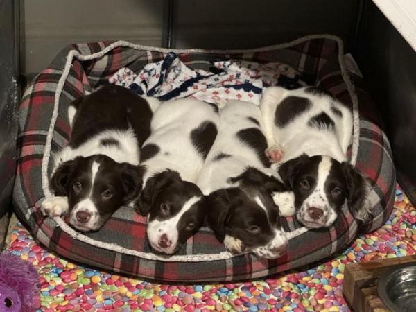 Image 37 of READY NOW Fabulous English springer puppies
