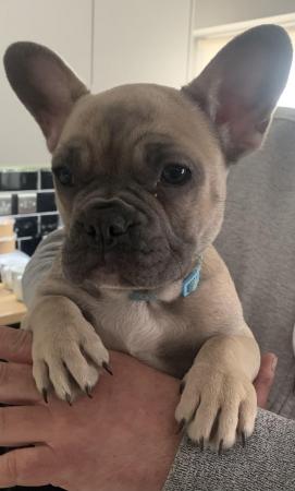 Image 3 of 2 Female French Bulldog ready for the fur-ever homes