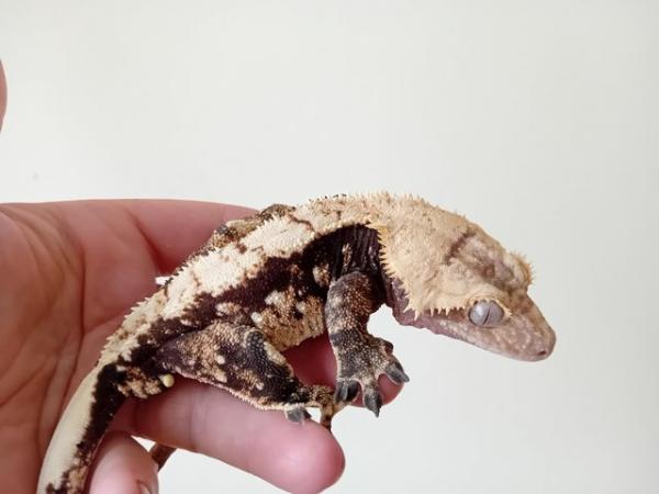 Image 7 of Big Chonky Male Crested Gecko