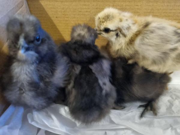 Image 2 of Silkie Bantam chicks for sale