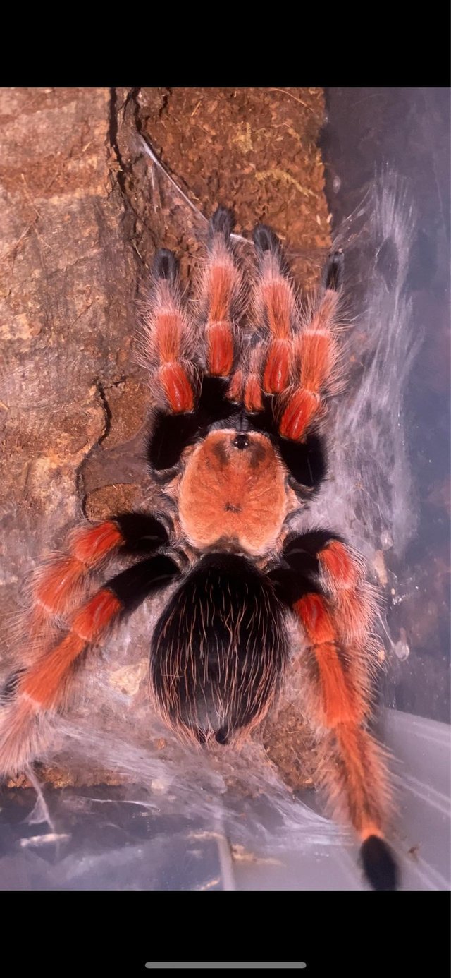 Preview of the first image of Tarantula B Boehmei Adult female, postage available.