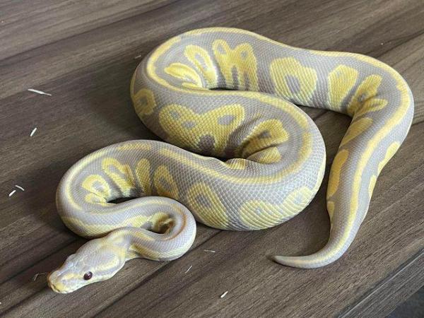 Image 5 of Ball pythons for sale male & female morphs