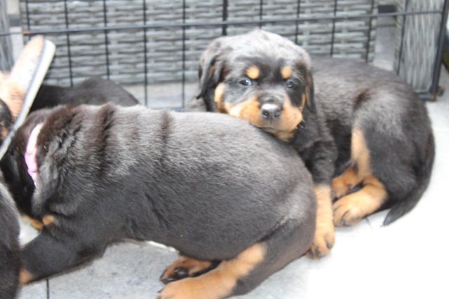 Image 17 of Gorgeous Rottweiler Pups not to be missed