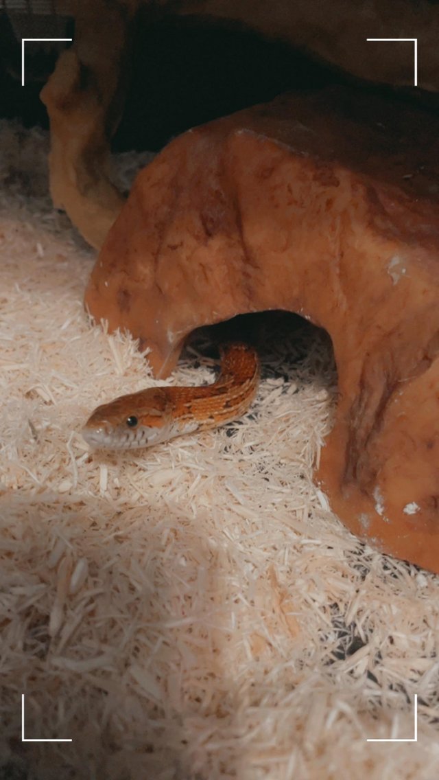 Preview of the first image of Corn snake for sale. 4 years old.