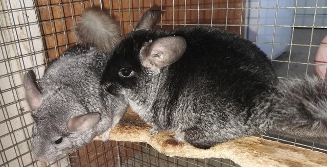 Preview of the first image of Black velvet sapphire carrier chinchilla.