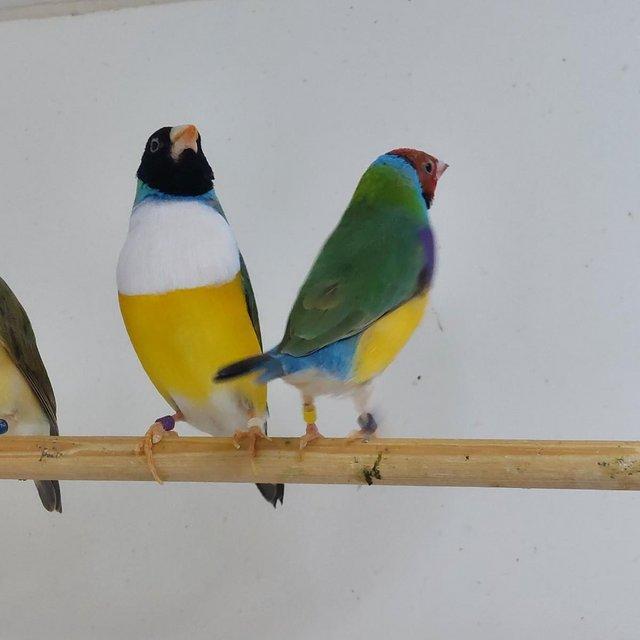 Preview of the first image of Pairs of Gouldian finches 23/24 breed.