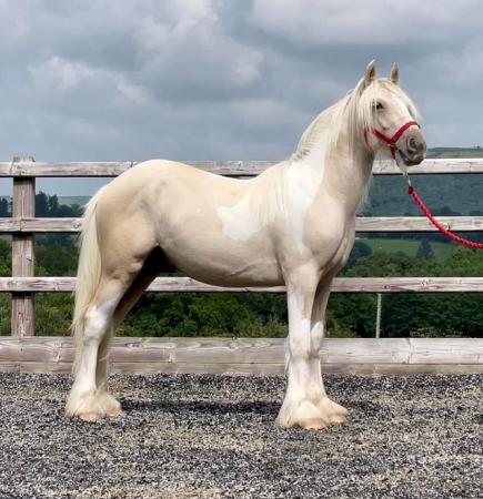 Image 3 of Outstanding 2 year old palomino and white gelding
