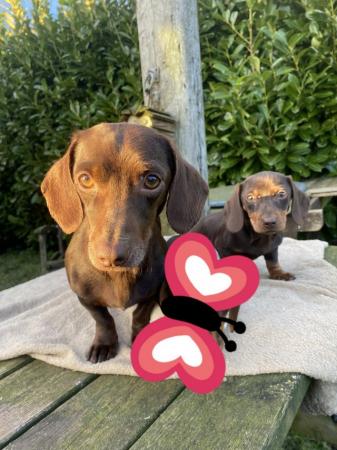 Image 3 of 14 week old dachshund pups