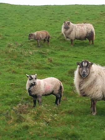 Image 2 of Badger face ewes with ram lambs
