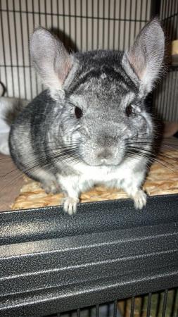 Image 5 of 3 year old grey standard chinchilla for sale