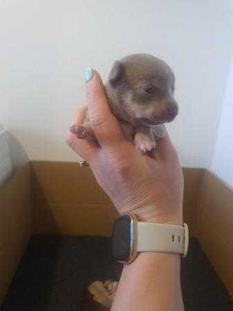 Image 2 of Beautiful smooth coat chihuahua puppies for sale