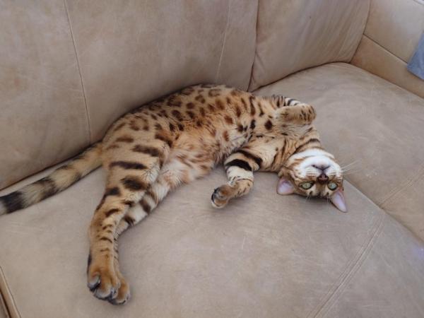 Image 10 of Cute bengal cat looking for good home (toilet trained)