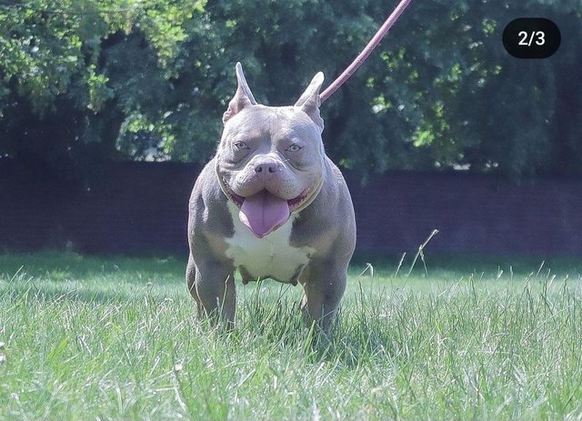 Extreme bully puppies for sales sale