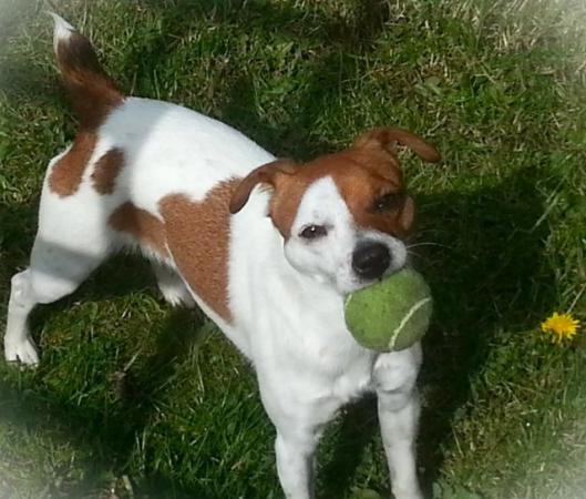 Jack Russell Terrier puppies for sale in Bradford, West Yorkshire – 1 year old - Image 6 of 10