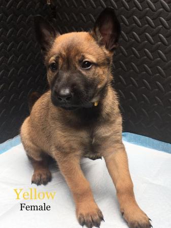 Image 7 of Pure breed Malinois puppies. READY TO LEAVE JUNE1ST
