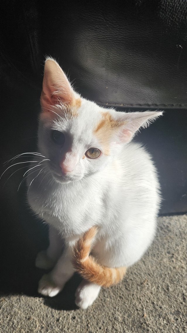 3month Beuitful kittens ready to go now — Pets & Animals in Benfleet