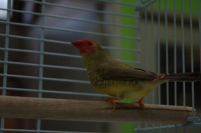 Image 2 of Various Finches for sale at Animaltastic