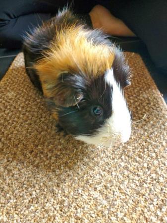 Image 3 of 2 male guinea pigs (brothers)