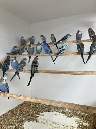 Image 1 of Split Blackface Budgies young and adults