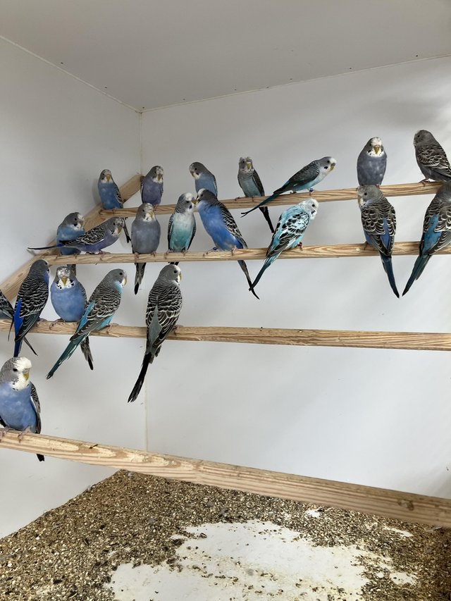 Preview of the first image of Split Blackface Budgies young and adults.