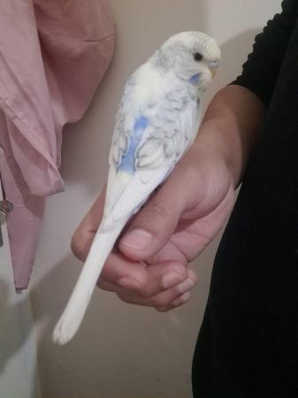 Image 8 of Young baby budgies hand tamed for sale