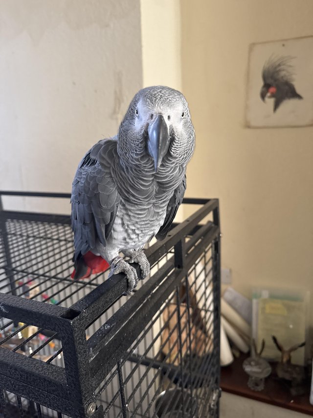 parrot cages second hand Local Classifieds For Sale in West Yorkshire Preloved