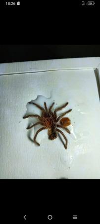 Image 3 of Curly hair tarantula. Sex unknown
