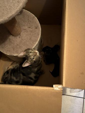 Image 2 of Kittens ready for their new homes beginning of May