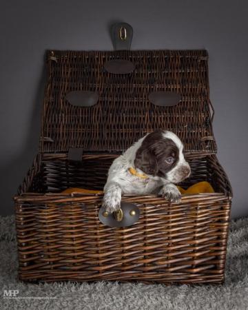 Image 4 of Extensively health tested working cocker spaniel puppies